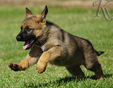 german shepherd puppy for sale