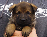 german shepherd puppy for sale