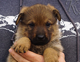 german shepherd puppy for sale