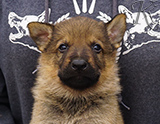 german shepherd puppy for sale