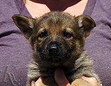 german shepherd puppy for sale