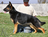 German Shepherd  Zizu