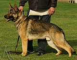 personal protection german shepherd dog for sale