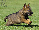 german shepherd puppy for sale