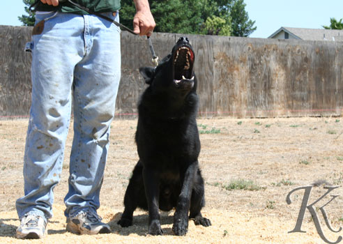 personal protection dog barking