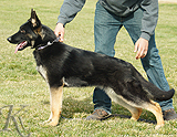 german shepherd dog