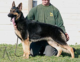 german shepherd Zuzu